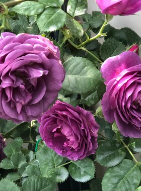 【比利时】密涅瓦Minerv 灌木月季玫瑰 浓香抗病淡紫色花朵多季开