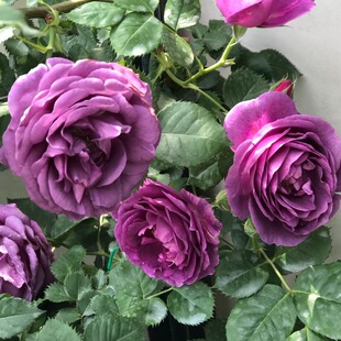 【比利时】密涅瓦Minerv 灌木月季玫瑰 浓香抗病淡紫色花朵多季开