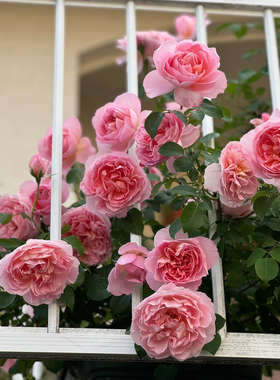 【舍农索城堡的女人】Dames de Chenonceau 爬藤 月季玫瑰 多季开