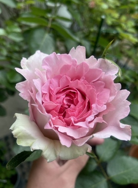 【伊芙紫苑】Yves Sion灌木切花月季玫瑰 浓香多季开花
