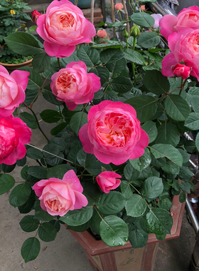 【梦光环】Dream Light 灌木月季玫瑰 耐热耐晒日本月季 多季开花