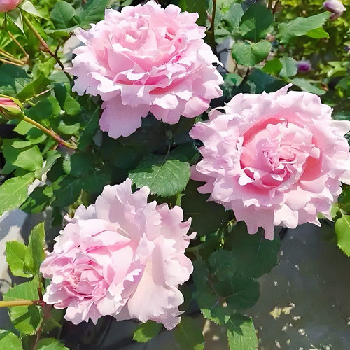 【索菲罗莎】Sophie Rochas灌木阳台月季玫瑰丰花 浓香多头多季开