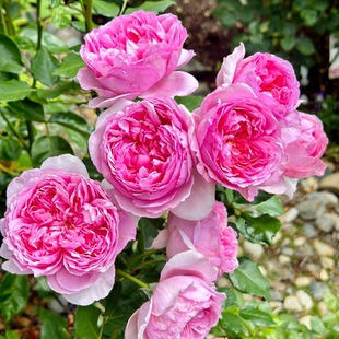 【庞巴度】Pompadour 灌木阳台月季玫瑰丰花 浓香多头多季开