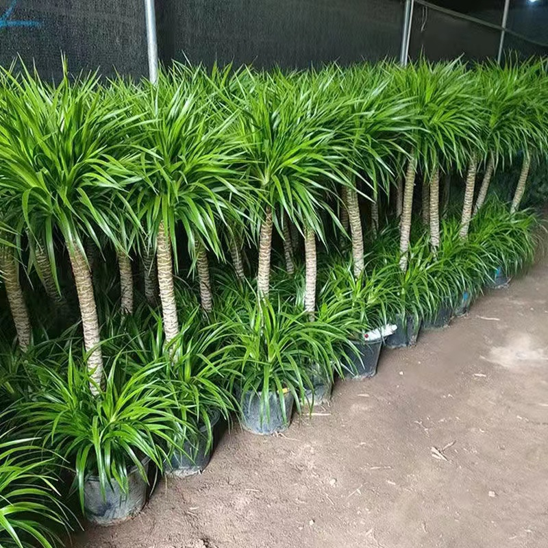 龙血树绿植龙须树多头四季常青龙铁树室内客厅大盆栽耐旱净化空气