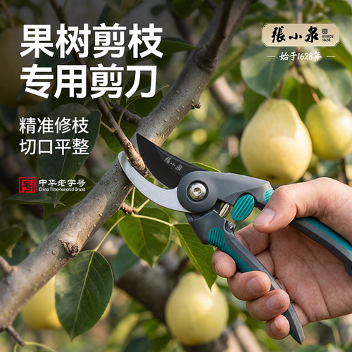 张小泉果树剪枝专用剪刀sk5钢园艺园林修枝剪摘果剪花卉插花剪刀