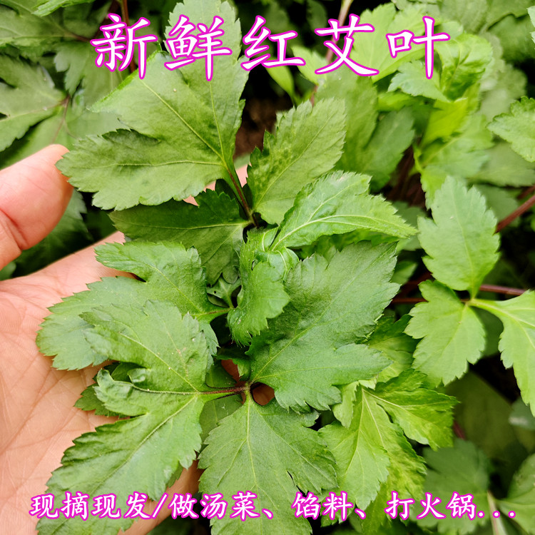 新鲜红艾草 调经姨妈菜 现摘野菜嫩艾叶散寒野艾草红糖鸡蛋女人草