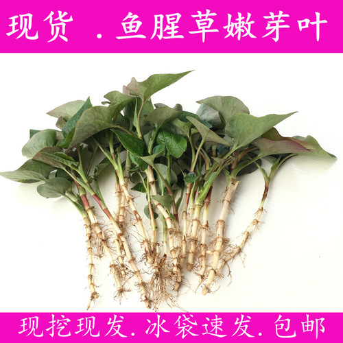 新鲜鱼腥草嫩芽乡野折耳根现挖