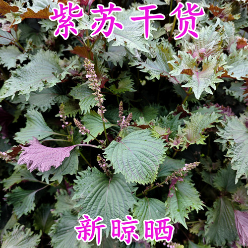 浓香老紫苏干货去腥解毒草药新货