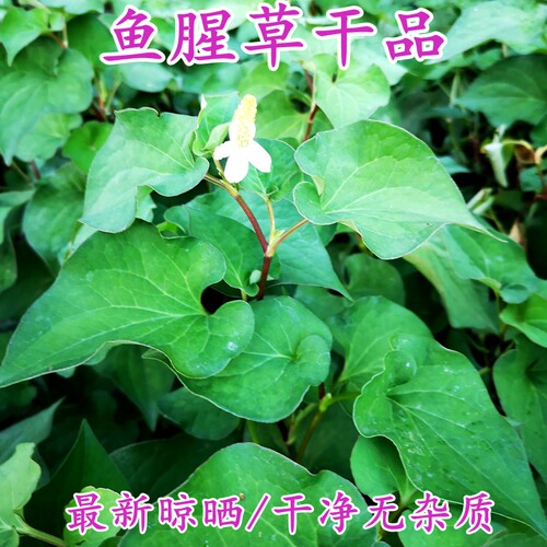 野生鱼腥草干货新近晾晒折耳根