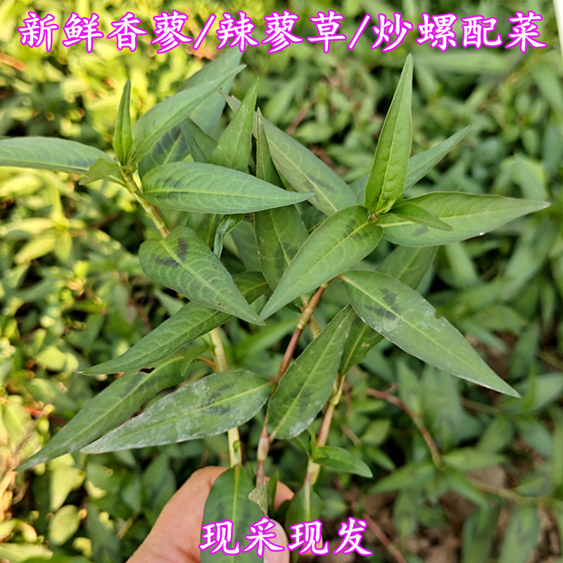 新鲜香蓼草 辣蓼草炒螺配菜 鱼生草 现采现发香柳叶香辣调料