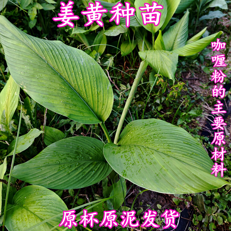 姜黄种苗小黄姜苗生姜苗月子姜种子盆栽原杯原泥发货绿植满三包邮
