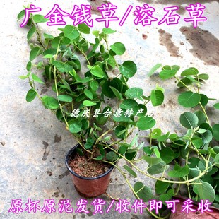 广金钱草种苗 防石药材苗溶石草盆栽山野草药苗收货即可采收 包邮