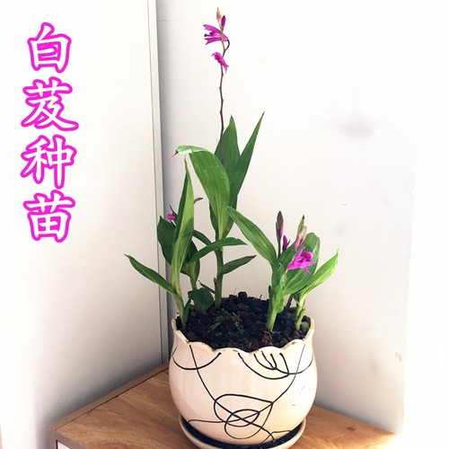 3年白芨种苗三叉紫花黄花白及苗