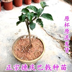 德庆巴戟天种苗 3年野生巴戟苗盆栽特级新鲜中药材天然鸡肠风绿植