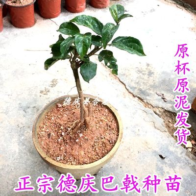 德庆巴戟天种苗益肾3年野生苗