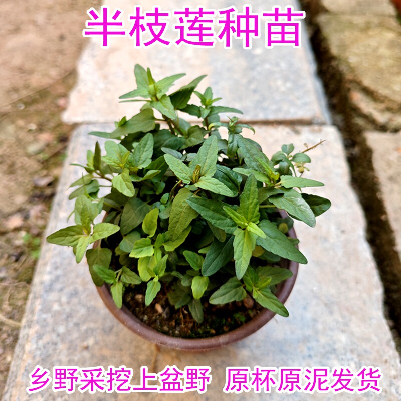 半枝莲种苗 紫背四方梗狭叶韩信草乡间中草药野草绿植原杯发货