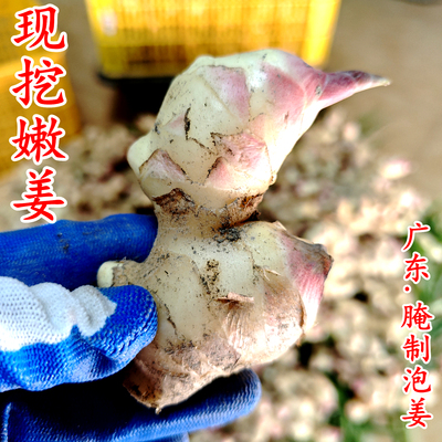 精选广东嫩姜新鲜腌制食用姜芽仔