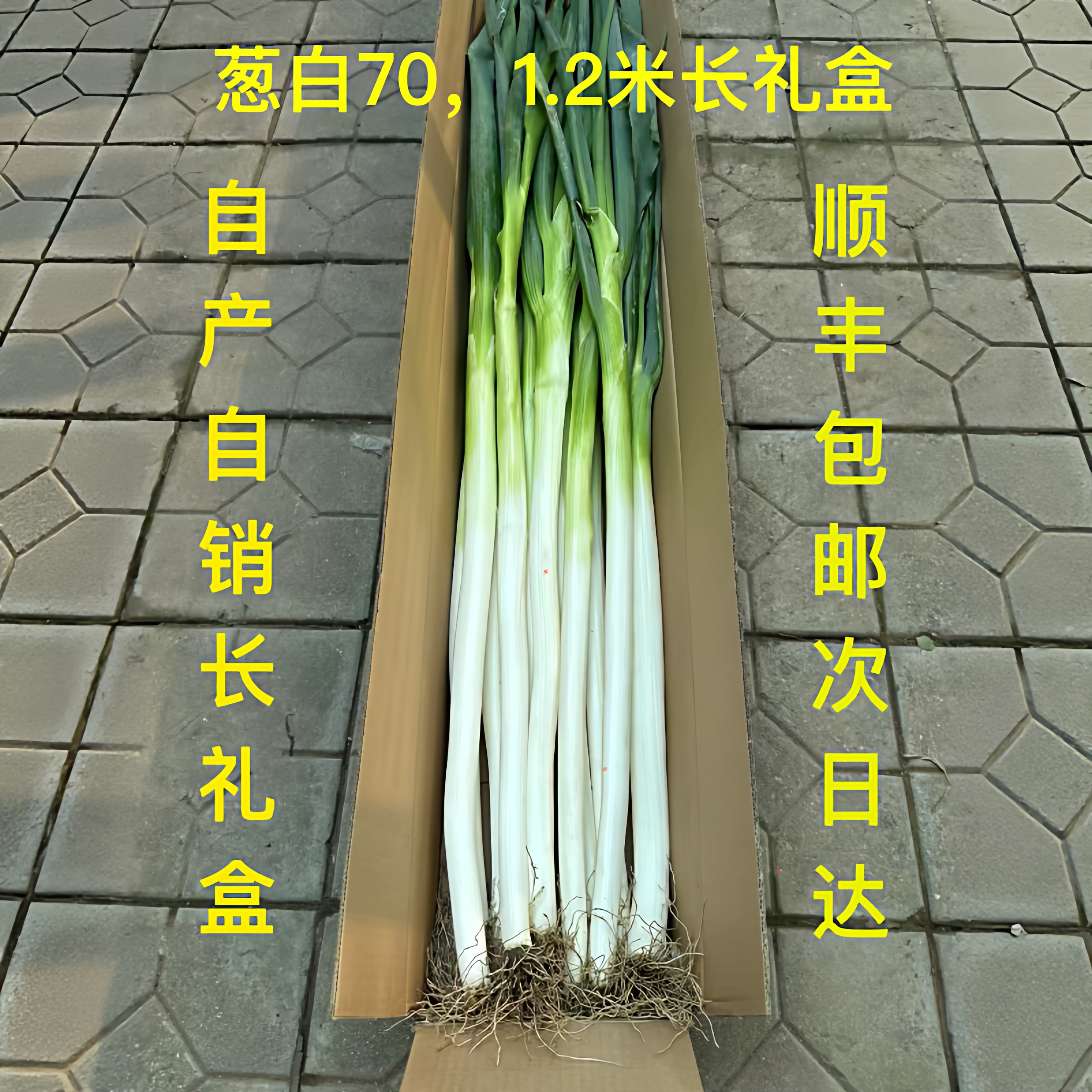 章丘葱王脆嫩多汁不辣1米2长礼盒