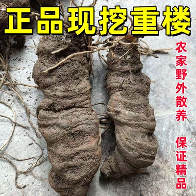 新鲜干货重楼七叶一枝花中药材