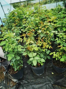 传笑哈哈专用链接直播链接