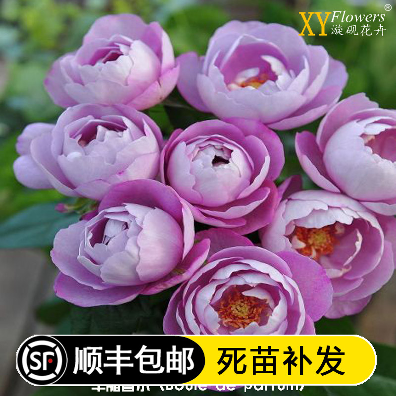 欧月羊脂香水月季花 浓香多花月季阳台绿植盆栽丰花月季苗 淡紫色