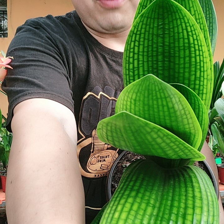 花王水晶君子兰闫总