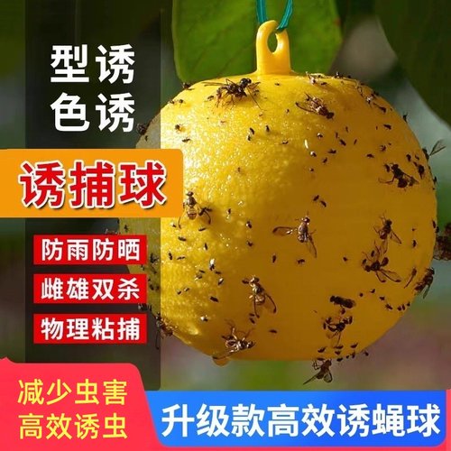 粘虫球丝瓜果实蝇贴诱蝇球果蝇