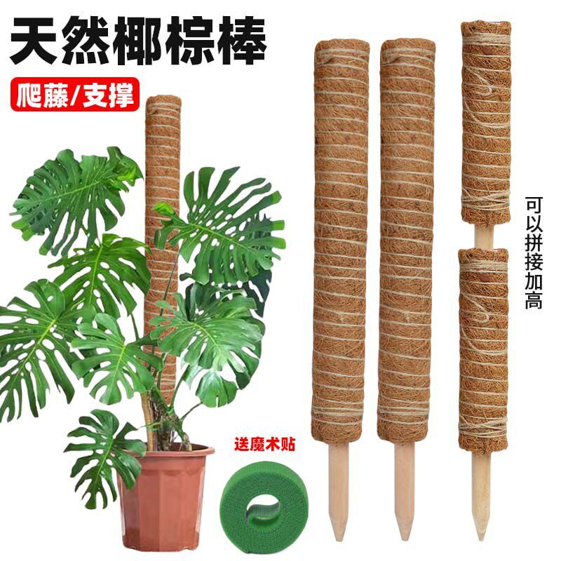 龟背竹支撑杆架子绿萝椰棕棒爬藤杆水苔棕榈柱棍植物固定神器造型