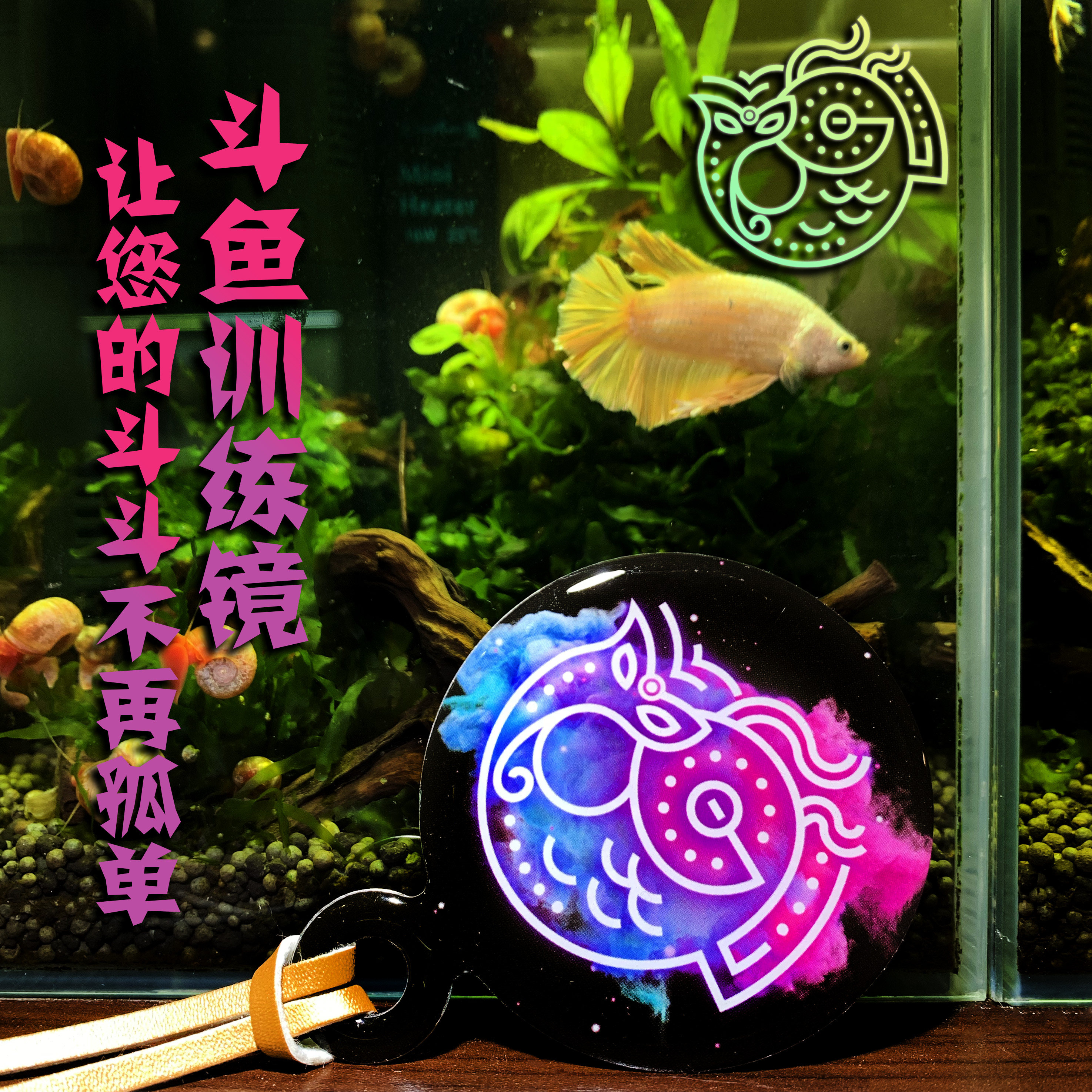 泰国斗鱼训练逗鱼镜展尾