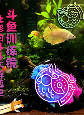 泰国斗鱼训练逗鱼镜展尾
