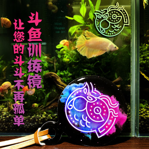 泰国斗鱼训练逗鱼镜展尾