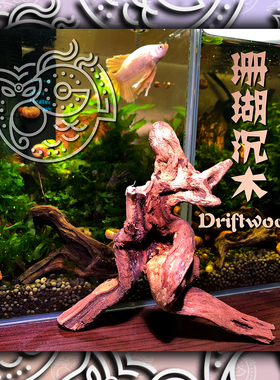 已煮已泡珊瑚沉木小型微型鱼缸造景天然装饰斗鱼爬虫雨淋水族箱