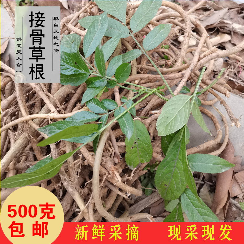 野生八棱麻根走马风前陆英接骨木全草八里麻尖尾凤新鲜接骨草根