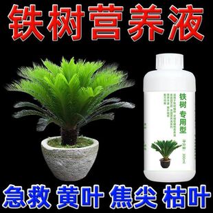 铁树植物营养液铁树盆景肥料苏铁树盆栽专用肥料防黄叶干枯专用肥