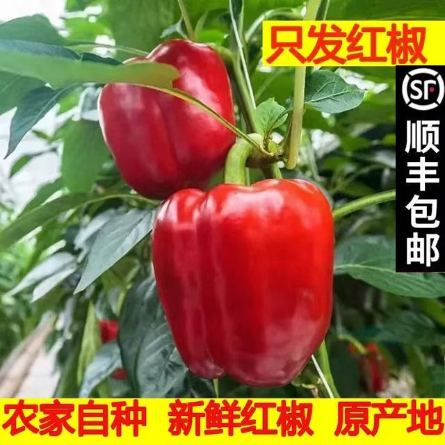 现摘红椒彩椒甜椒微甜不辣沙拉蔬菜柿子椒圆椒水果椒太空椒包邮,水产肉类/新鲜蔬果/熟食,辣椒,淘宝优惠券,粉丝福利购,淘宝优惠卷
