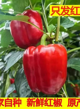 现摘红椒彩椒甜椒微甜不辣沙拉蔬菜柿子椒圆椒水果椒太空椒包邮