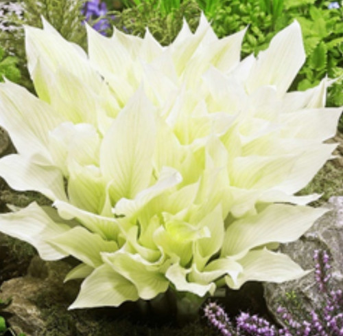 进口玉簪白羽裸根植物绿植花叶好养多年生庭院阳台耐阴观叶绿植物