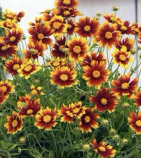 金鸡菊小闹钟破晓多品种盆栽花苗庭院花园植物花卉苗开花耐寒耐热