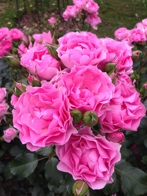 月季感激之心花期长月季庭院地栽盆栽花卉长势快抗性强包活包对版