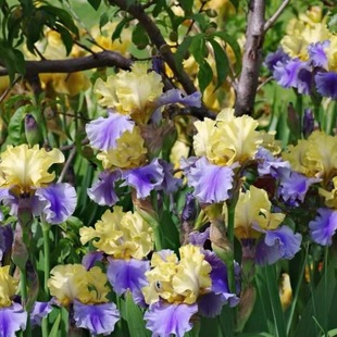 德国鸢尾宿根耐旱庭院盆栽地栽花卉东北地区耐寒多年生包对3月发