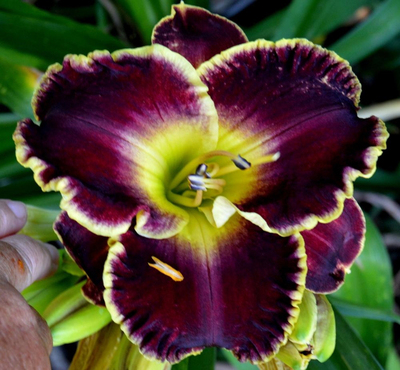 荷兰进口大花萱草裸根耐寒庭院盆栽地栽花卉好养活25年新款