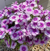 石竹月神矮生盆栽种苗四季 常绿东北耐寒植物黑龙江无防护过冬多年