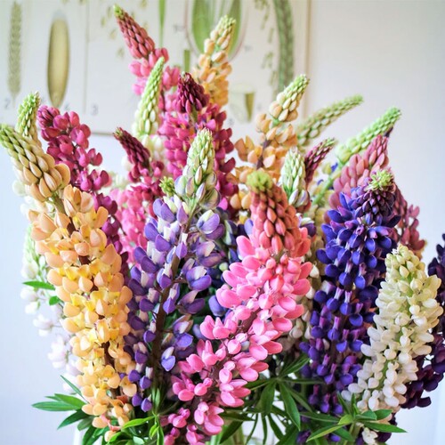 羽扇豆鲁冰花鲁冰妮画廊室内盆栽苗地栽花东北耐寒植物好养活