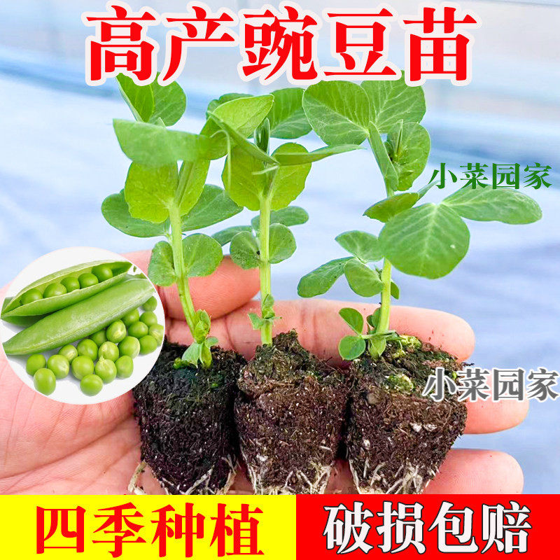 豌豆苗荷兰豆秧苗青蚕豆豌豆尖水果蚕豆盆栽老品种四季豆蔬菜种子