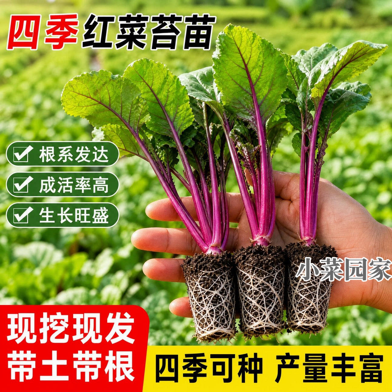 湖北洪山耐寒红菜苔秧苗青菜苔带土正宗十月红红菜苔秋冬蔬菜种子