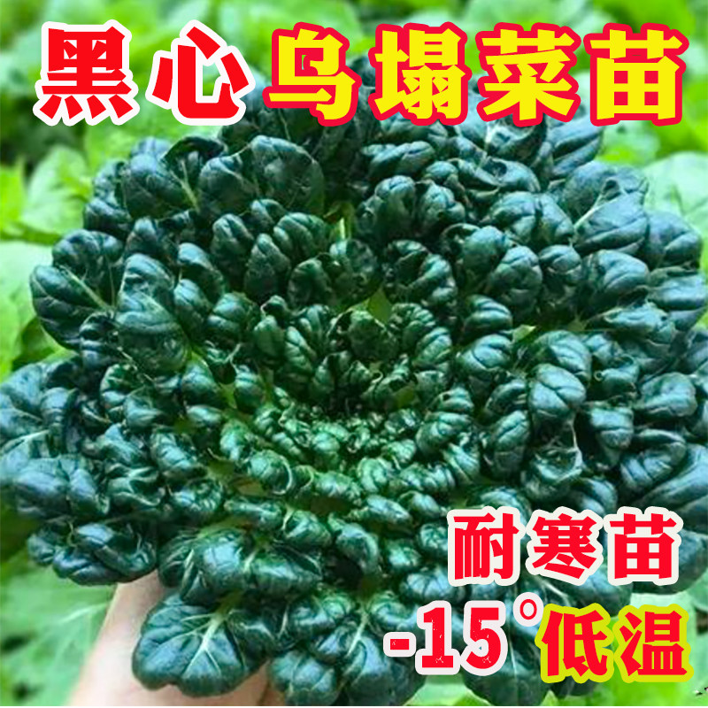黑心乌塌菜苗黄心乌菜种籽秋冬耐寒庭院大白菜种子秧苗带土带根