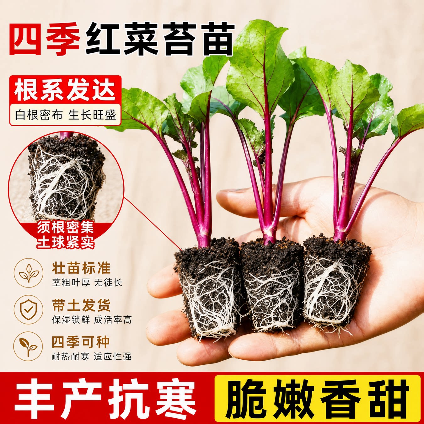 红菜苔秧苗湖北洪山苗各种菜苗