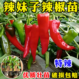 特辣辣妹子苗巨辣小米辣红朝天椒薄皮青椒秧苗湖南东北种植种子