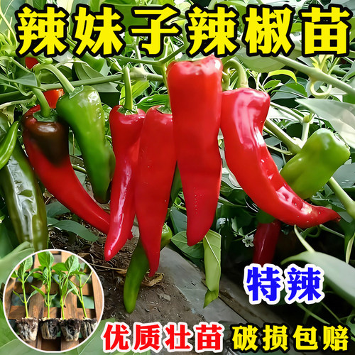 特辣辣妹子苗巨辣小米辣红朝天椒薄皮青椒秧苗湖南东北种植种子