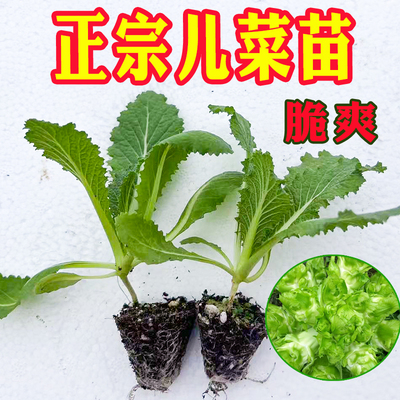 四川青杠芥兰蔬菜种子